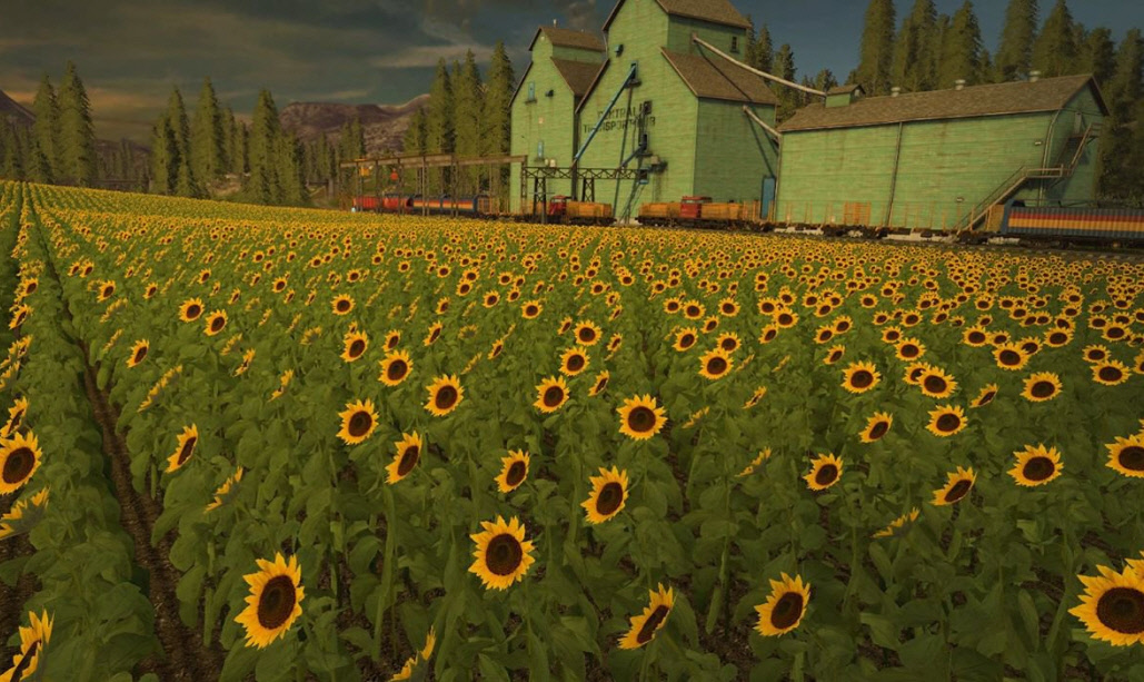 Новые культуры в игре Farming Simulator 2017: подсолнухи